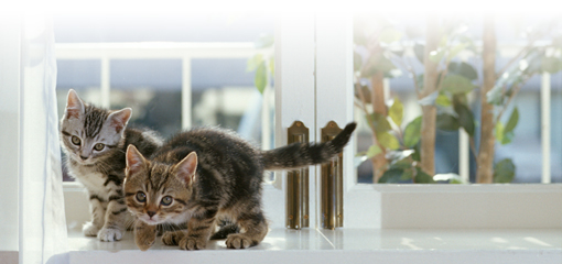 猫イメージ
